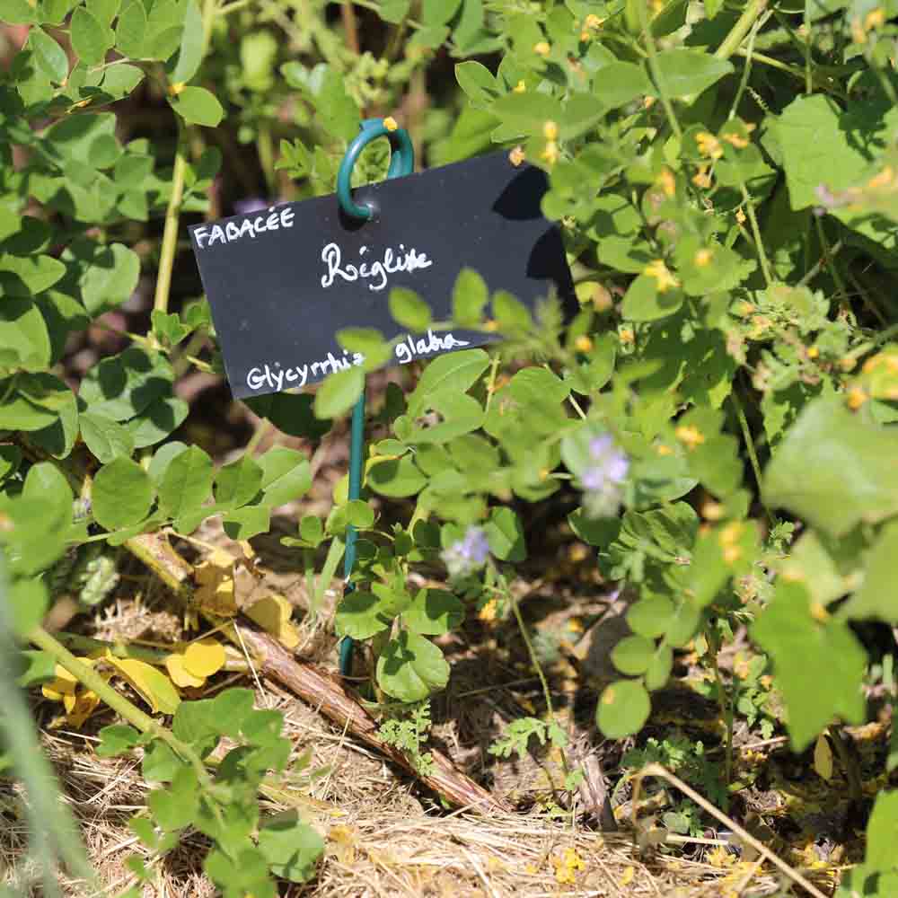 Graines de réglisse bio – La Ferme de Sainte Marthe