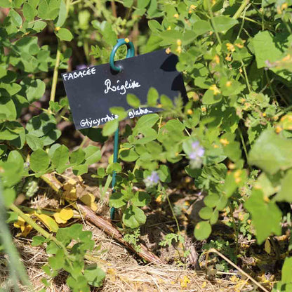Graines de réglisse bio – La Ferme de Sainte Marthe