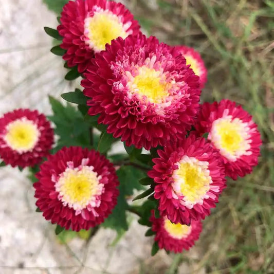 Graines de reine marguerite pompon gusford supreme bio – La Ferme de Sainte Marthe