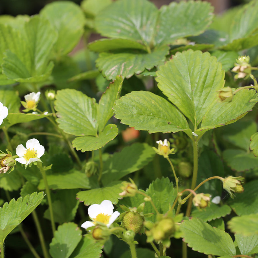 Les plantations de novembre