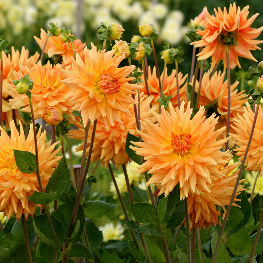 Les plantations de mars