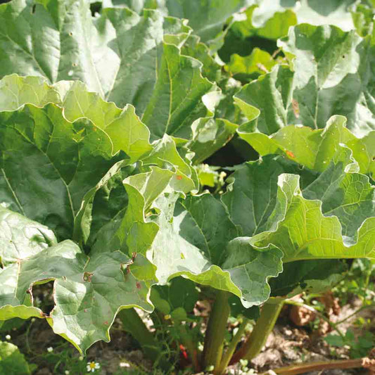 Graines de rhubarbe glaskins perpetual bio – La Ferme de Sainte Marthe
