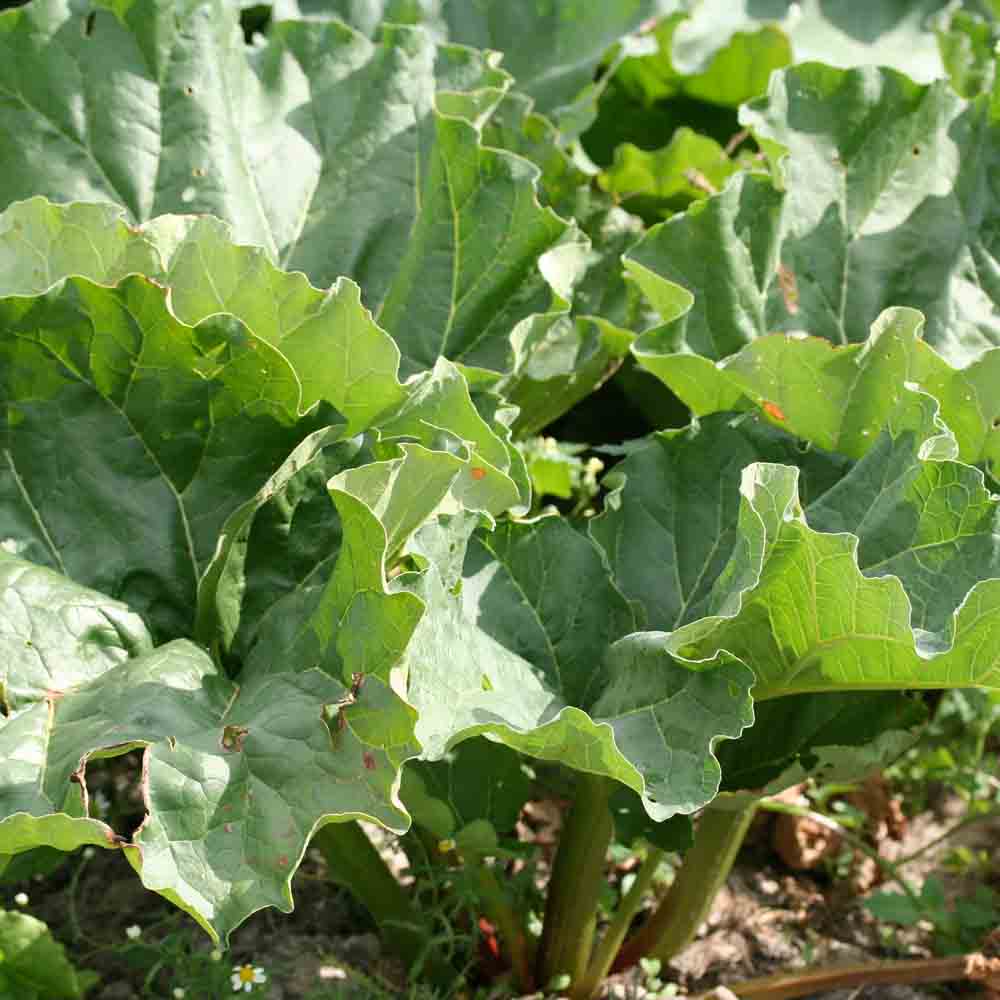 Graines de rhubarbe victoria bio – La Ferme de Sainte Marthe