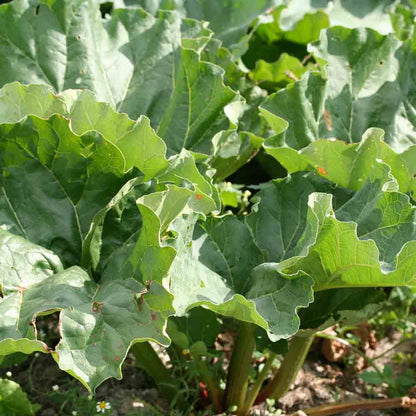 Graines de rhubarbe victoria bio – La Ferme de Sainte Marthe