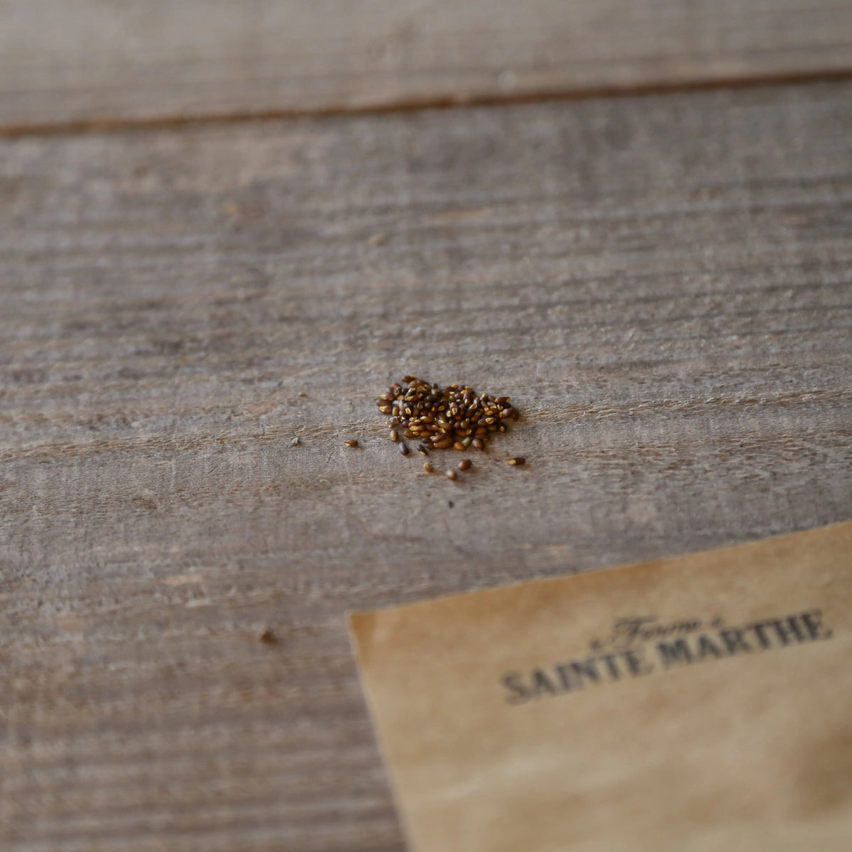 Graines de romarin bio – La Ferme de Sainte Marthe