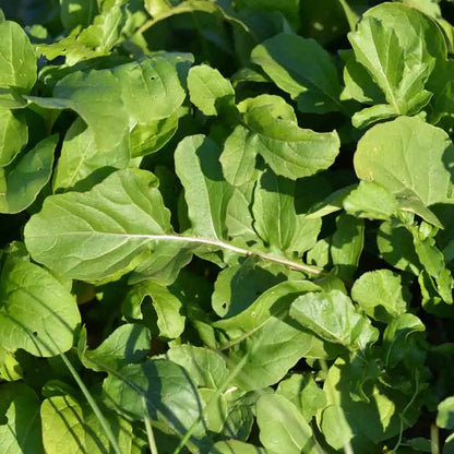Graines de roquette cultivée bio – La Ferme de Sainte Marthe