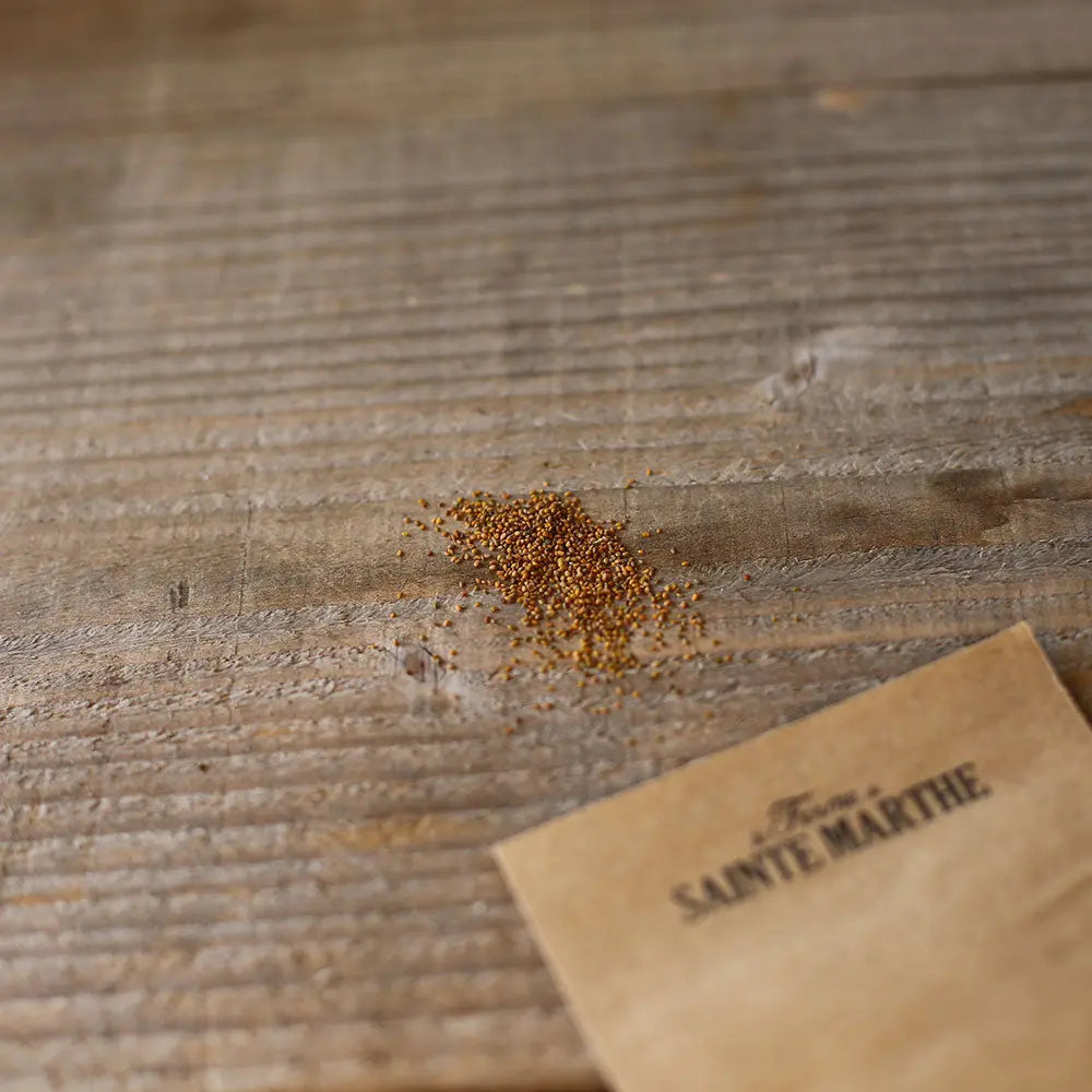 Graines de roquette sauvage bio – La Ferme de Sainte Marthe