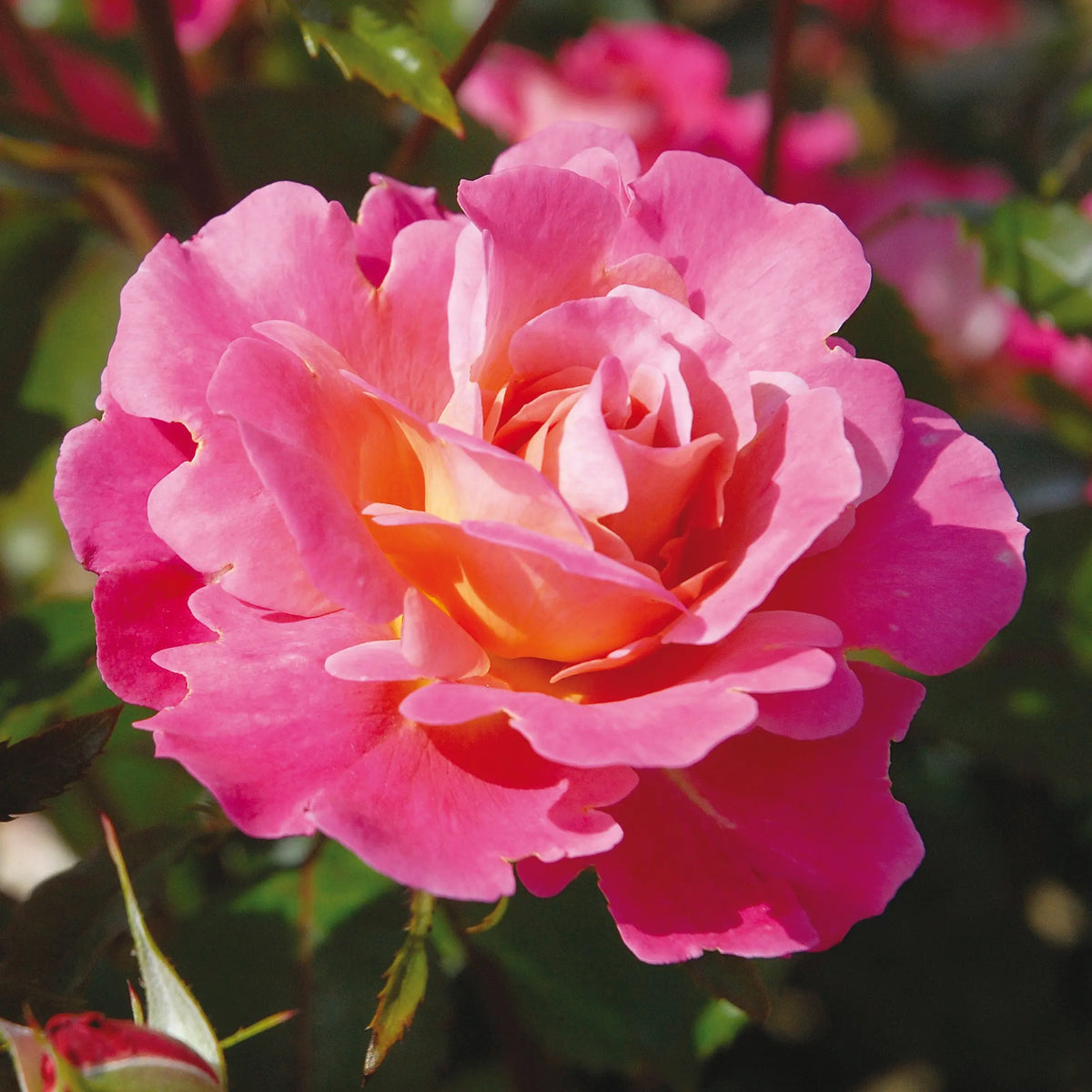 Rosier belle de clermont everand bio – La Ferme de Sainte Marthe