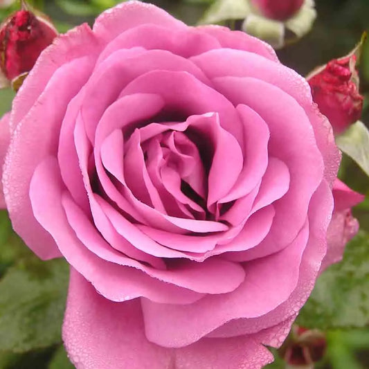 Rosier bossuet, aigle de meaux® grandes fleurs – La Ferme de Sainte Marthe