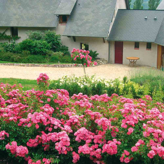 Rosier eméra, decorosier® couvre-sol – La Ferme de Sainte Marthe