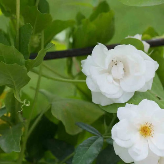 Rosier iceberg ancien – La Ferme de Sainte Marthe