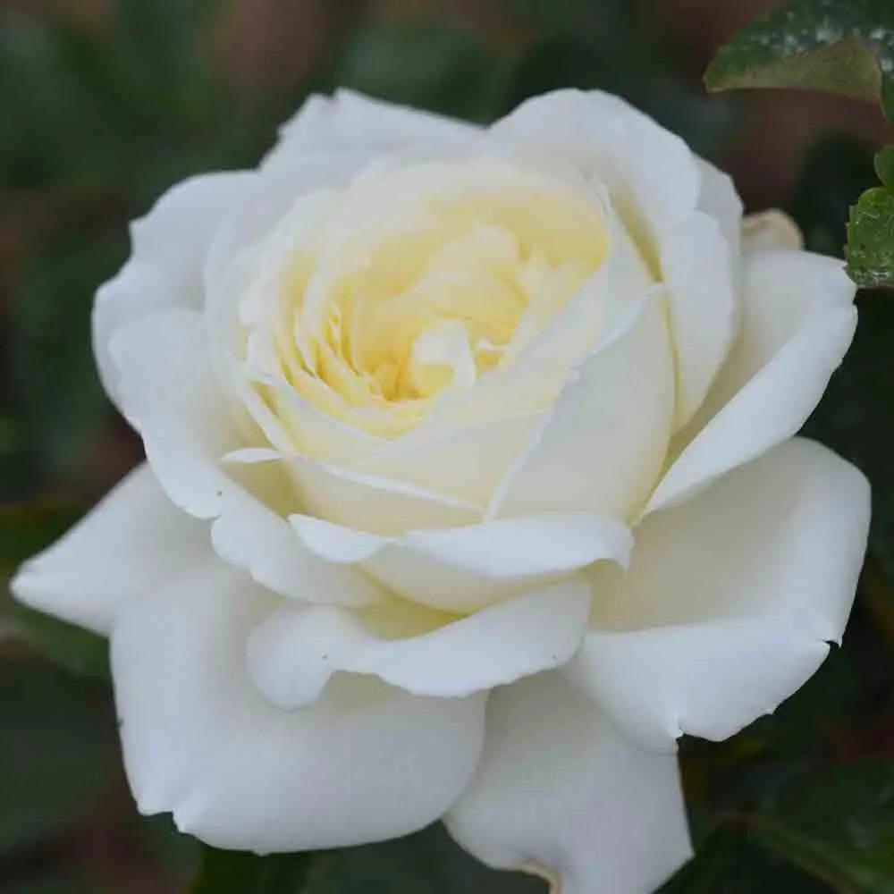 Rosier jeanne moreau® grandes fleurs – La Ferme de Sainte Marthe