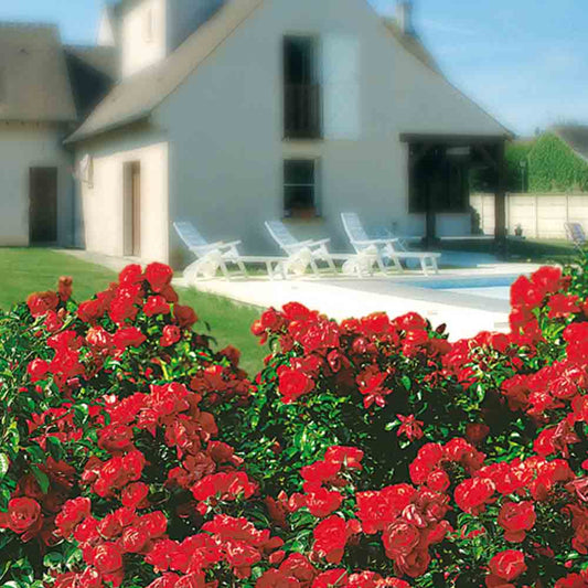 Rosier kadora, decorosier® couvre-sol – La Ferme de Sainte Marthe