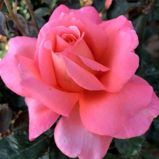 Rosier parfum de loire – La Ferme de Sainte Marthe