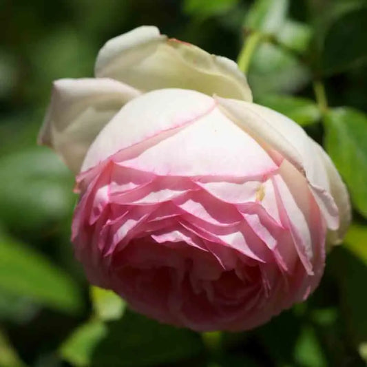 Rosier pierre de ronsard® grimpant – La Ferme de Sainte Marthe
