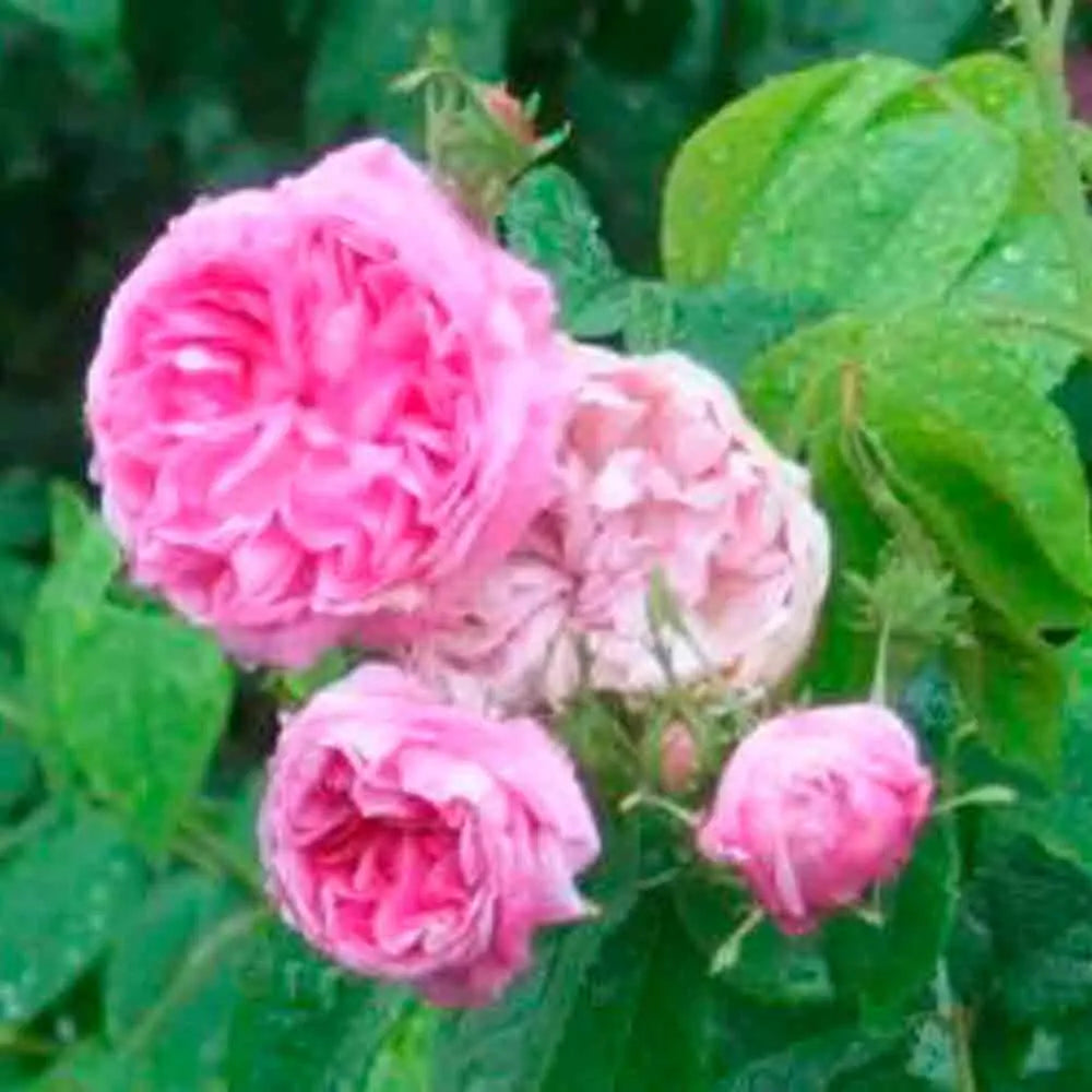 Rosier rose damas bio – La Ferme de Sainte Marthe