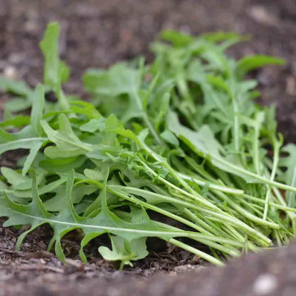 Ruban de graines 3 m de roquette sauvage bio – La Ferme de Sainte Marthe
