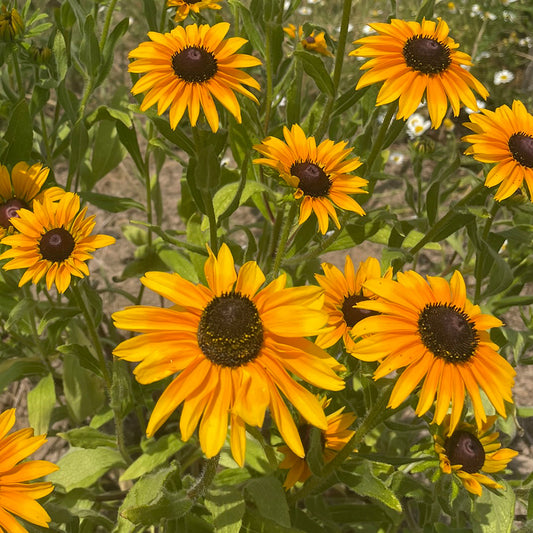 Graines de rudbeckia marmelade bio – La Ferme de Sainte Marthe