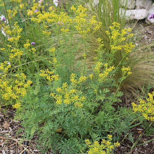 Graines de rue officinale bio – La Ferme de Sainte Marthe