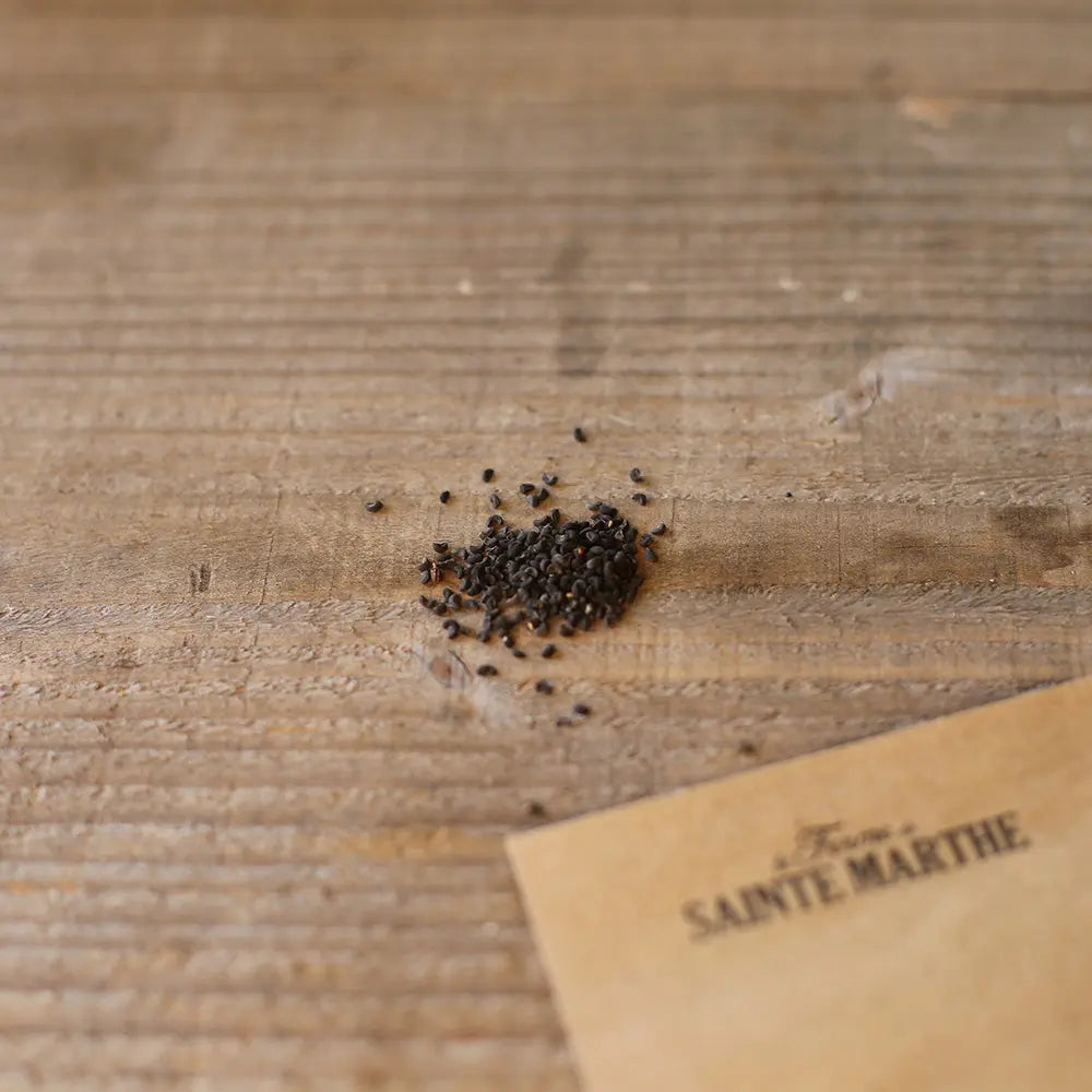 Graines de rue officinale bio – La Ferme de Sainte Marthe