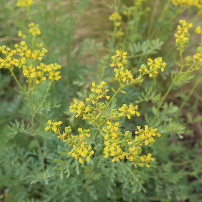 Graines de rue officinale bio – La Ferme de Sainte Marthe