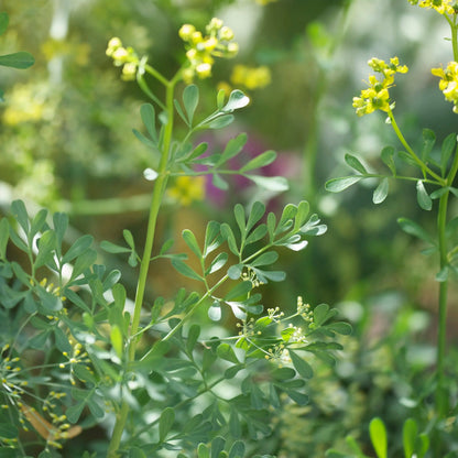 Graines de rue officinale bio – La Ferme de Sainte Marthe