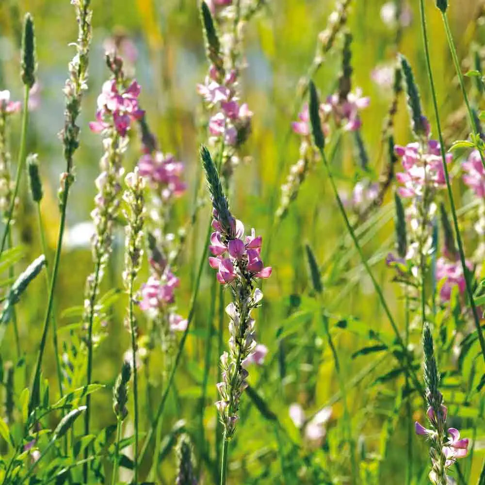 Graines de sainfoin bio – La Ferme de Sainte Marthe