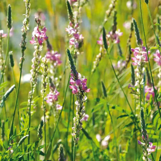 Graines de sainfoin bio – La Ferme de Sainte Marthe