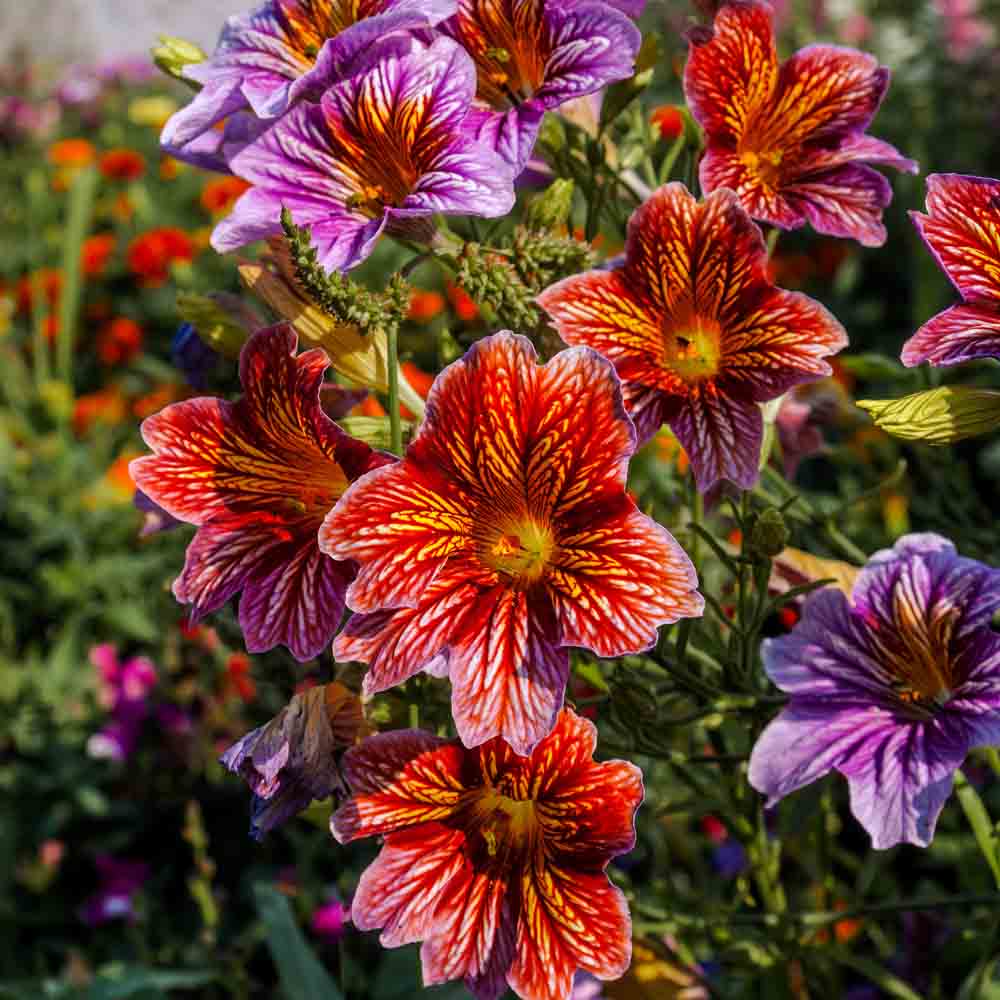Graines de salpiglossis varié bio – La Ferme de Sainte Marthe