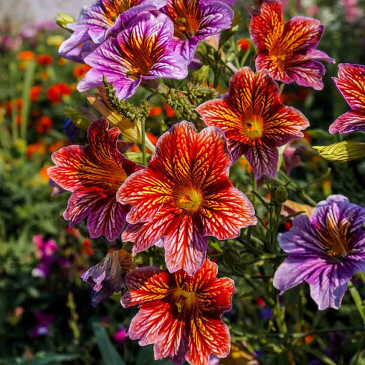 Graines de salpiglossis varié bio – La Ferme de Sainte Marthe