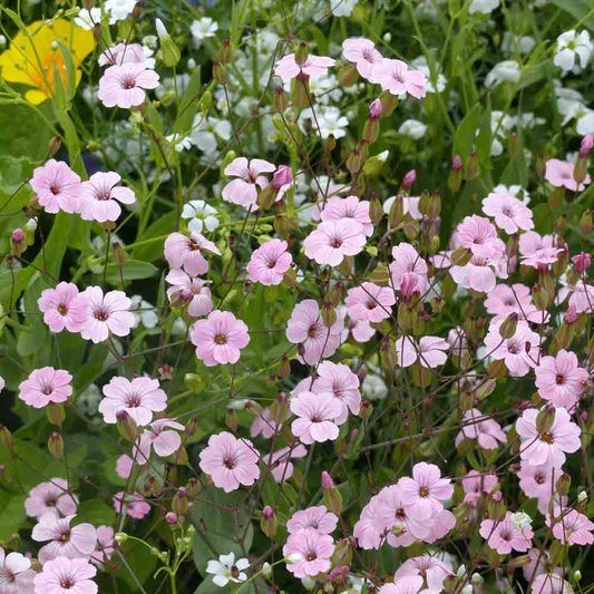 Graines de saponaire pink beauty bio – La Ferme de Sainte Marthe