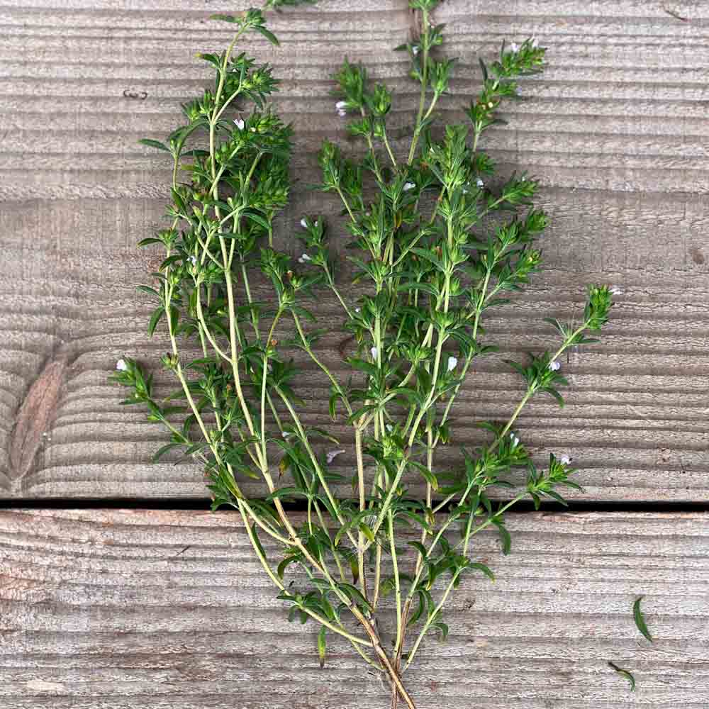 Graines de sarriette annuelle bio – La Ferme de Sainte Marthe