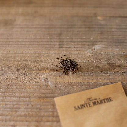 Graines de sarriette annuelle bio – La Ferme de Sainte Marthe