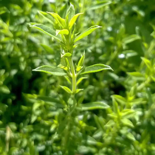 Graines de sarriette vivace bio – La Ferme de Sainte Marthe