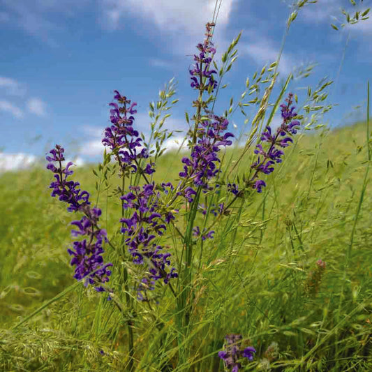 Graines de sauge des prés bio – La Ferme de Sainte Marthe