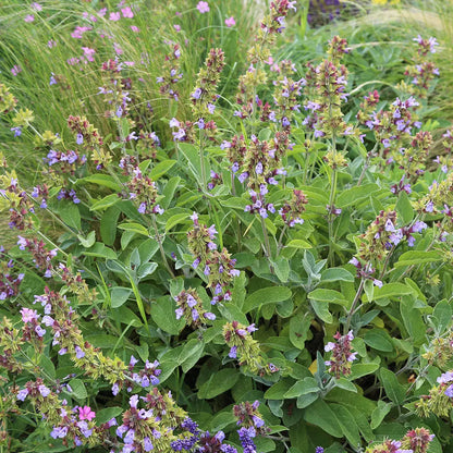 Graines de sauge officinale bio – La Ferme de Sainte Marthe