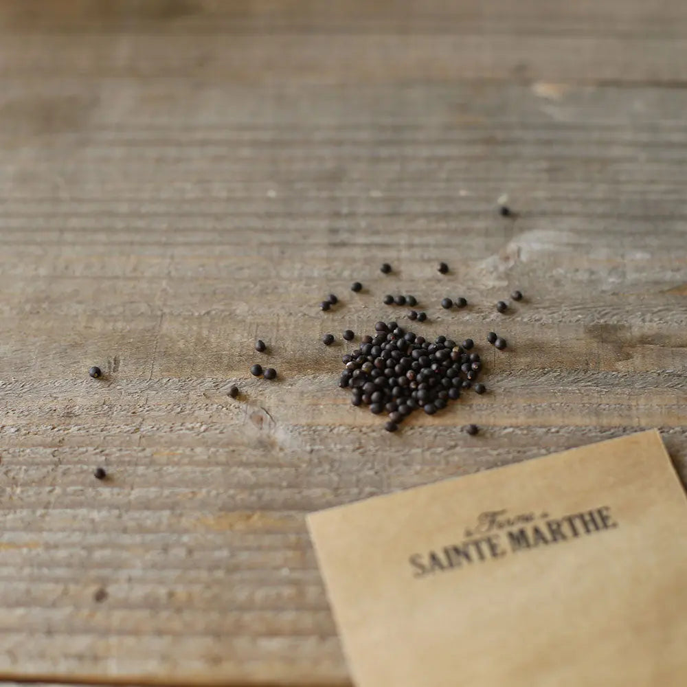 Graines de sauge officinale bio – La Ferme de Sainte Marthe
