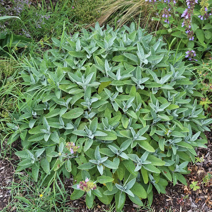 Graines de sauge officinale bio – La Ferme de Sainte Marthe