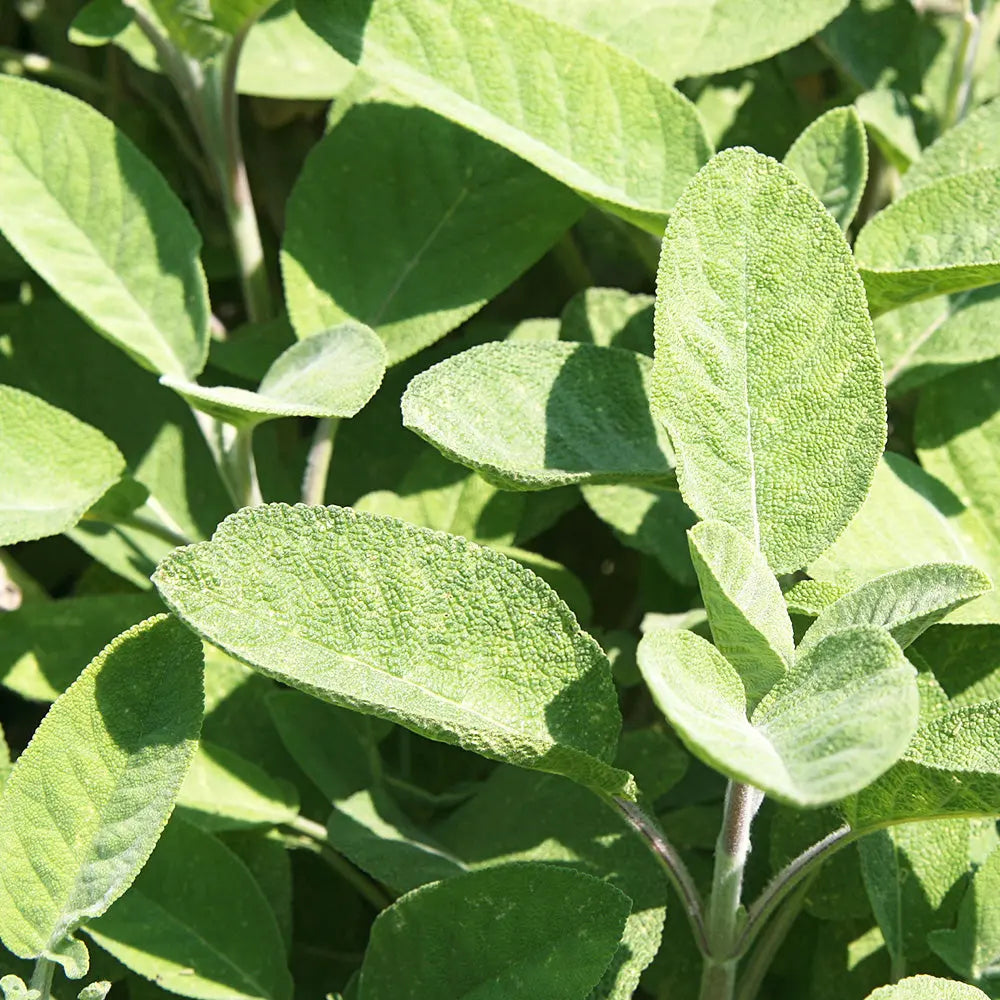 Graines de sauge officinale bio – La Ferme de Sainte Marthe