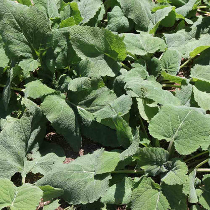 Graines de sauge sclarée bio – La Ferme de Sainte Marthe
