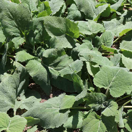 Graines de sauge sclarée bio – La Ferme de Sainte Marthe