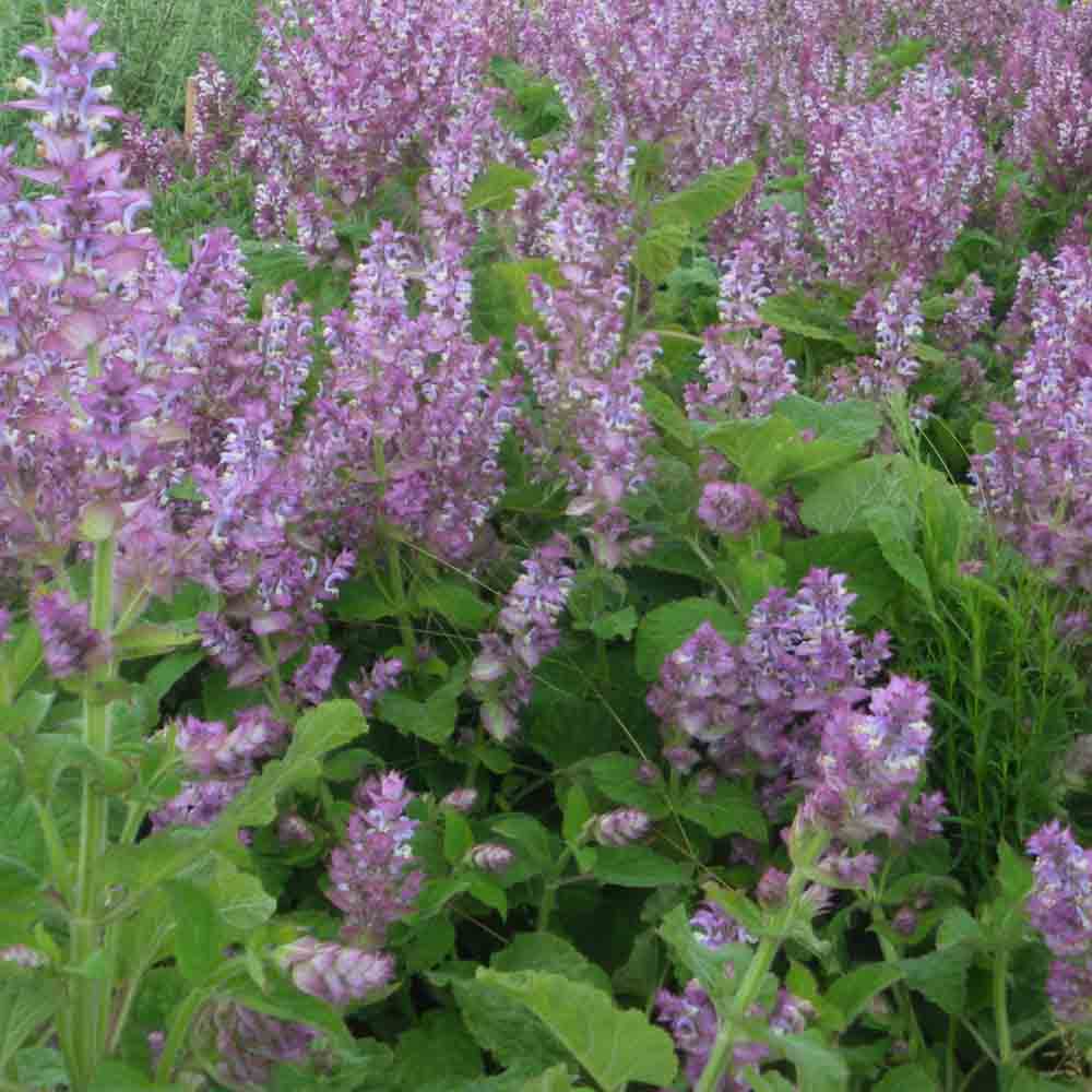 Graines de sauge sclarée piémont bio – La Ferme de Sainte Marthe
