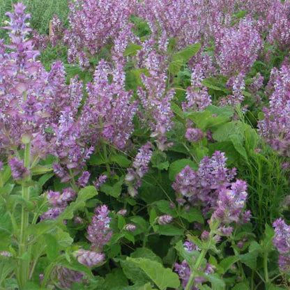 Graines de sauge sclarée piémont bio – La Ferme de Sainte Marthe