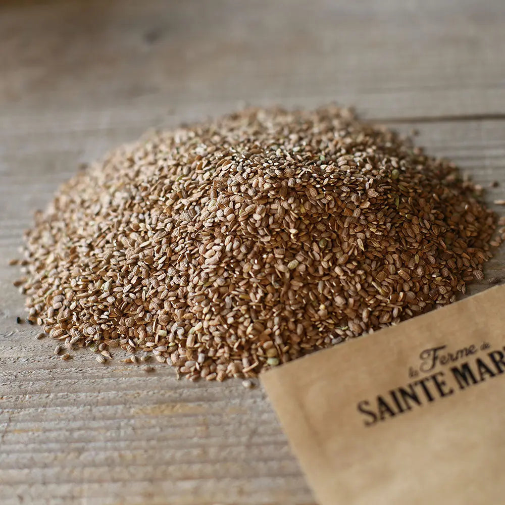 Graines de seigle pérenne bio – La Ferme de Sainte Marthe