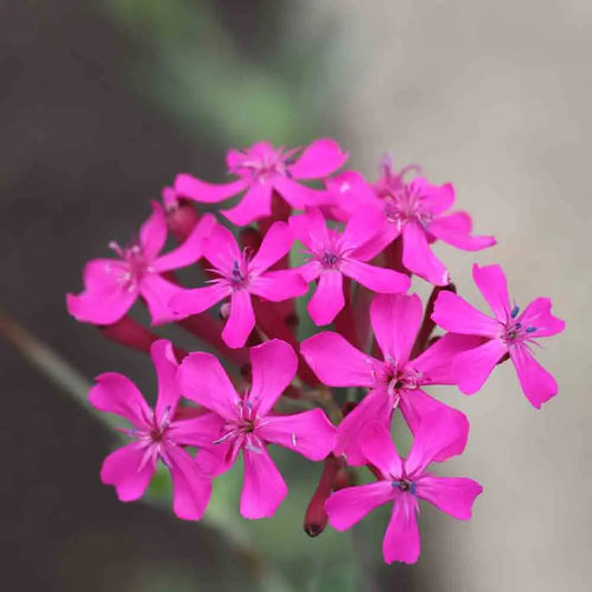 Graines de silène à bouquets pourpre bio – La Ferme de Sainte Marthe