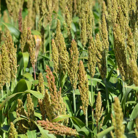 Graines de sorgho iowa sweet bio – La Ferme de Sainte Marthe