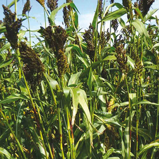 Graines de sorgho ou millet noir – La Ferme de Sainte Marthe