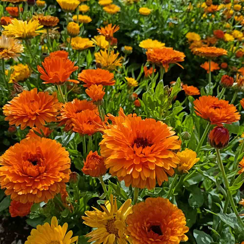Graines de souci orange ball bio – La Ferme de Sainte Marthe