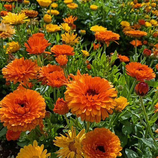 Graines de souci orange ball bio – La Ferme de Sainte Marthe