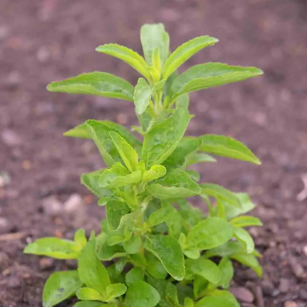 Graines de stevia rebaudiana – La Ferme de Sainte Marthe